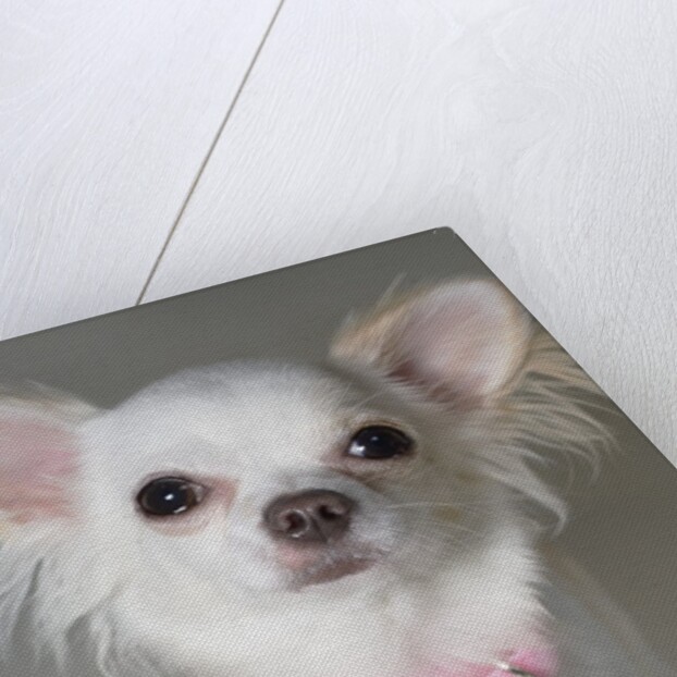 Chihuahua by Anonymous