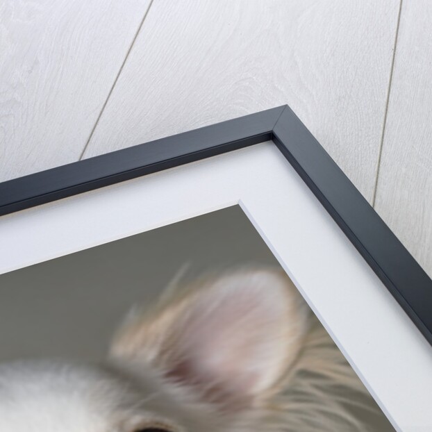 Chihuahua by Anonymous