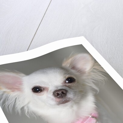Chihuahua by Anonymous