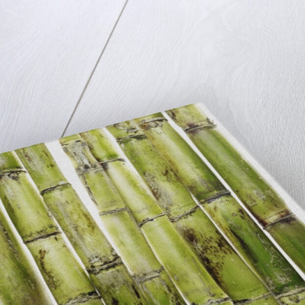 Bamboo shoots by Anonymous