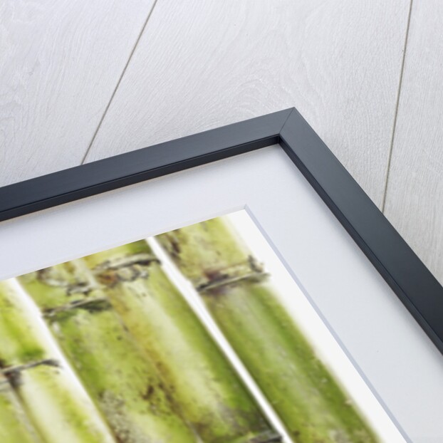 Bamboo shoots by Anonymous