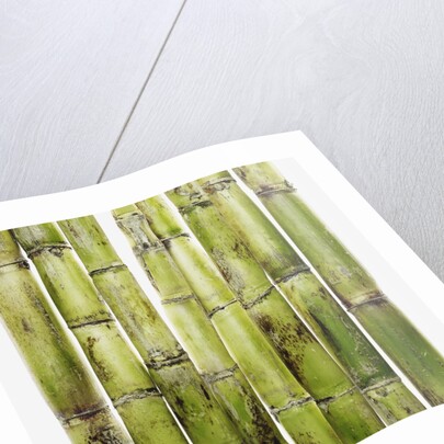 Bamboo shoots by Anonymous