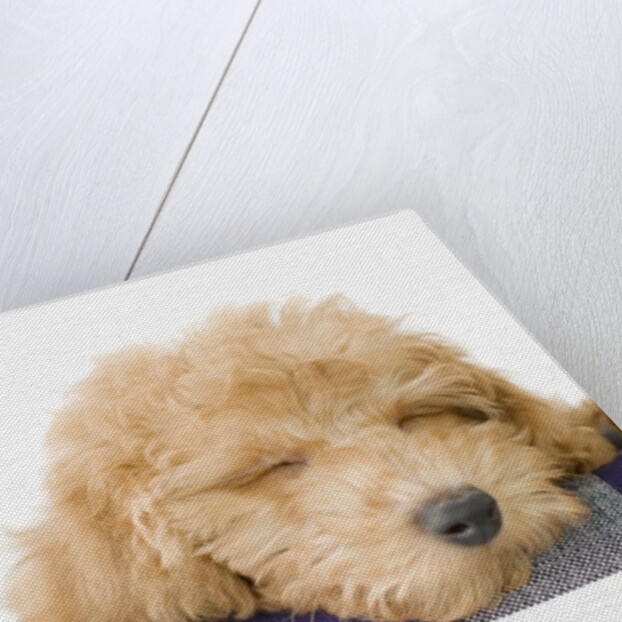 Dog sleeping by Anonymous