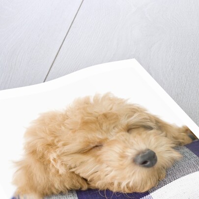 Dog sleeping by Anonymous