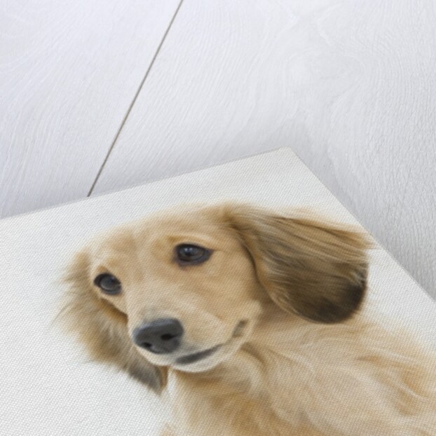 Dog by Anonymous