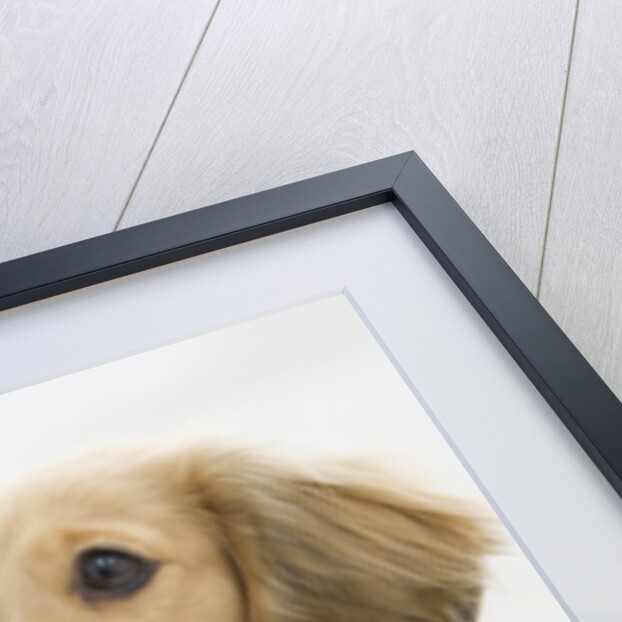 Dog by Anonymous