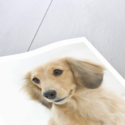 Dog by Anonymous