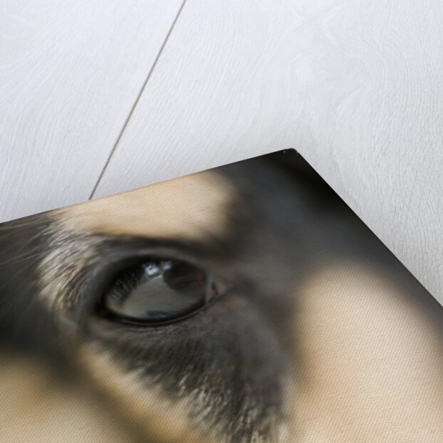 Dog by Anonymous