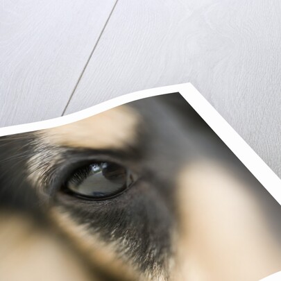 Dog by Anonymous