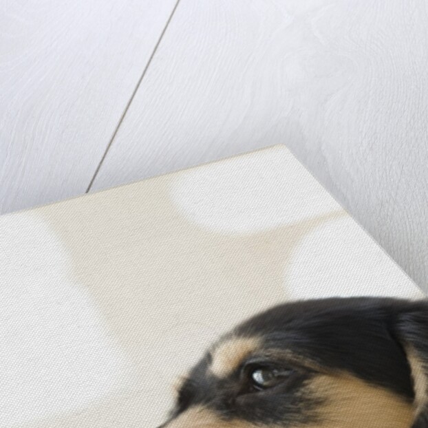 Dog by Anonymous