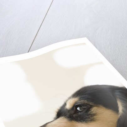 Dog by Anonymous