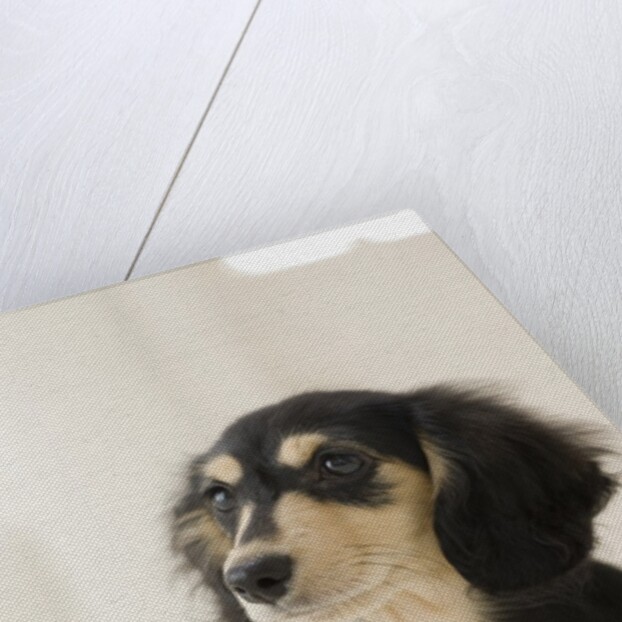 Dog by Anonymous
