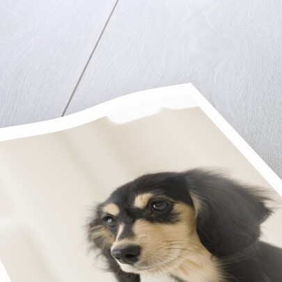 Dog by Anonymous