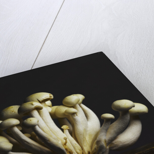 Mushrooms clustered together by Anonymous