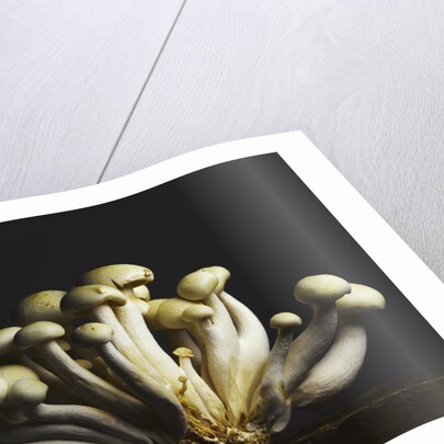 Mushrooms clustered together by Anonymous