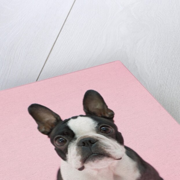 Dog by Anonymous