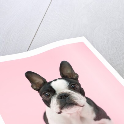 Dog by Anonymous