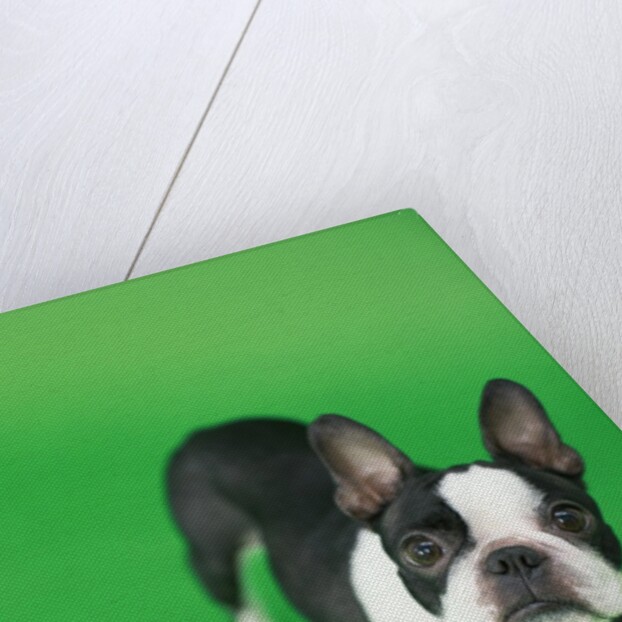 Dog by Anonymous