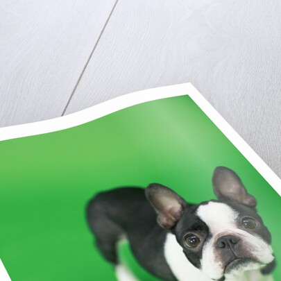 Dog by Anonymous