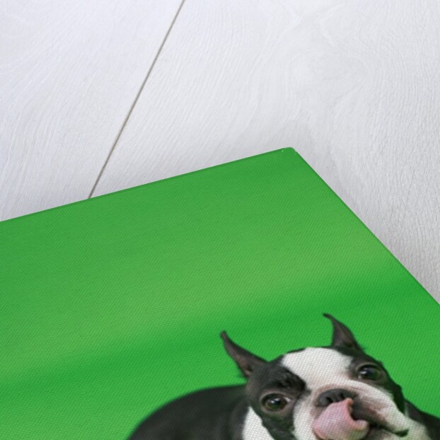 Dog playing with ball by Anonymous