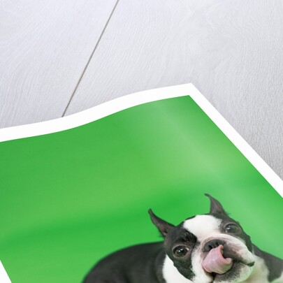 Dog playing with ball by Anonymous