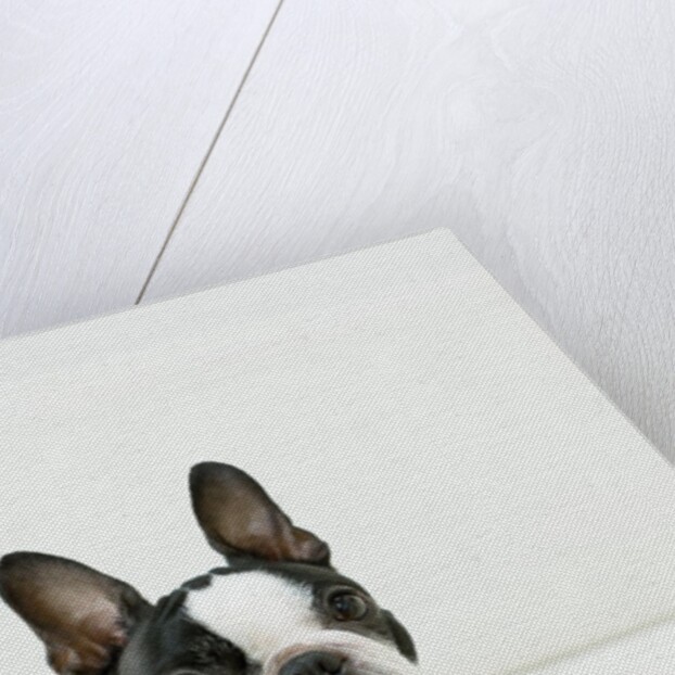 Dog by Anonymous