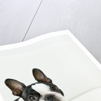 Dog by Anonymous