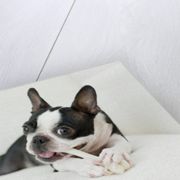 Dog on couch by Anonymous
