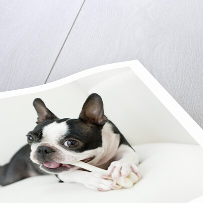 Dog on couch by Anonymous