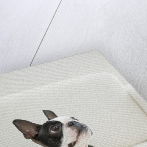 Dog on couch by Anonymous