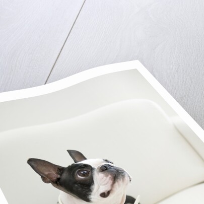 Dog on couch by Anonymous