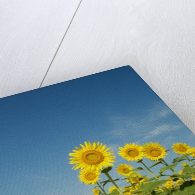 Sunflowers by Anonymous