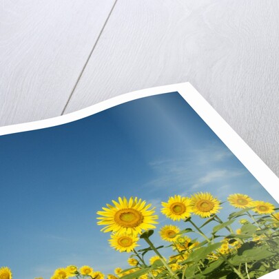 Sunflowers by Anonymous