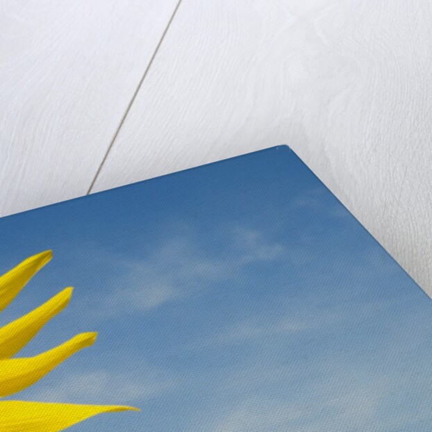 Sunflower by Anonymous