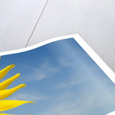 Sunflower by Anonymous