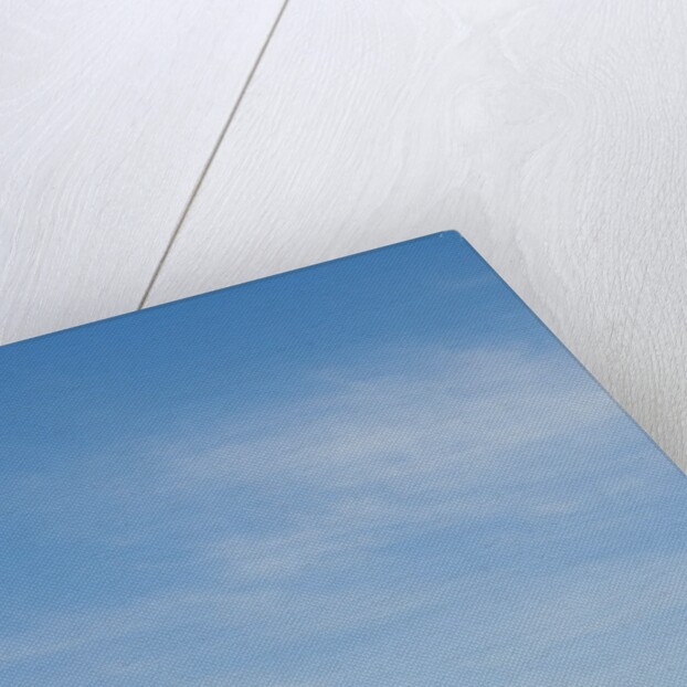 Sunflowers by Anonymous