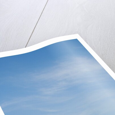 Sunflowers by Anonymous