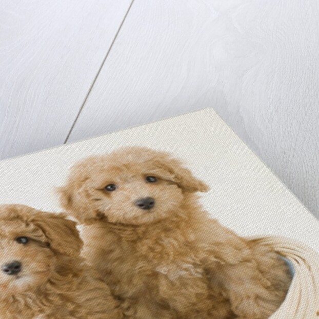 Dogs in basket by Anonymous