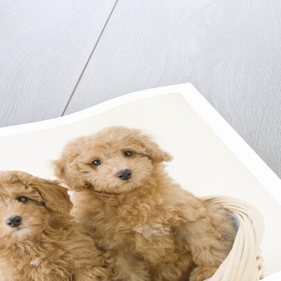 Dogs in basket by Anonymous