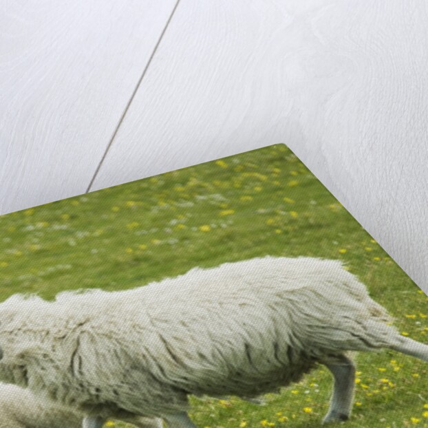 Ewe and lambs by Anonymous