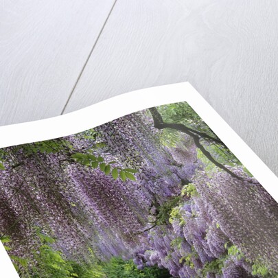 Spring garden by Anonymous