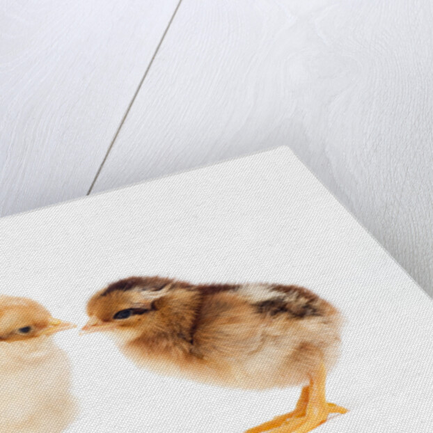 Day-old chicks by Anonymous