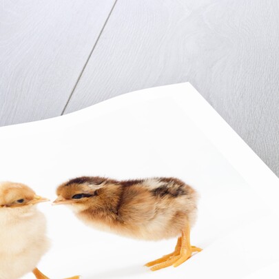 Day-old chicks by Anonymous