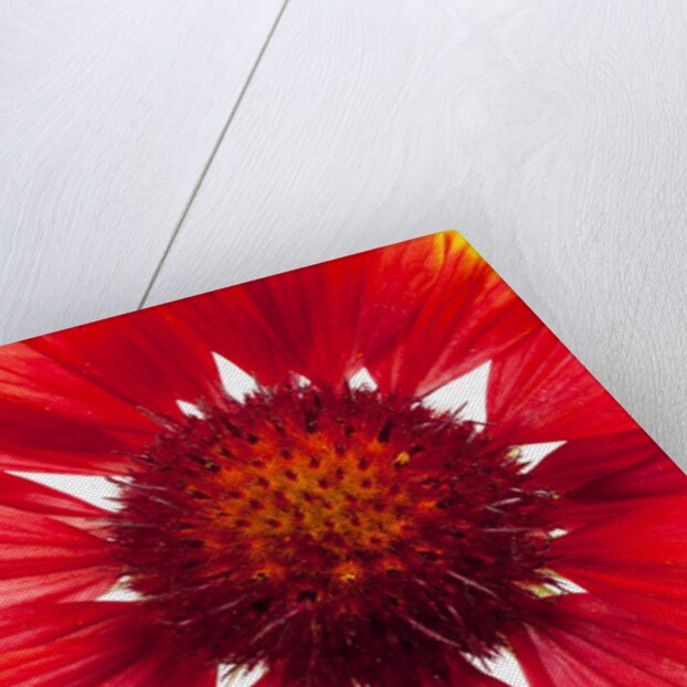 Blanketflower by Anonymous
