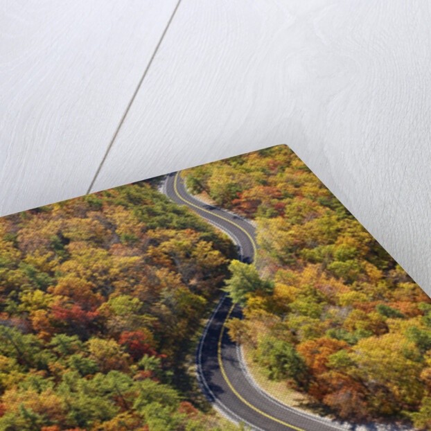 Road through Autumn forest by Anonymous