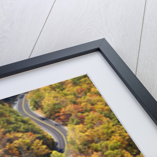 Road through Autumn forest by Anonymous