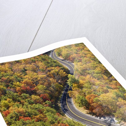 Road through Autumn forest by Anonymous