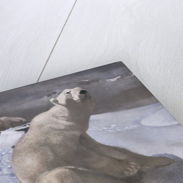 Polar bears in snow by Carl Ederer