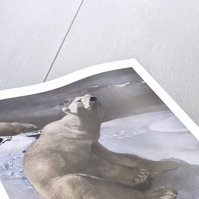 Polar bears in snow by Carl Ederer