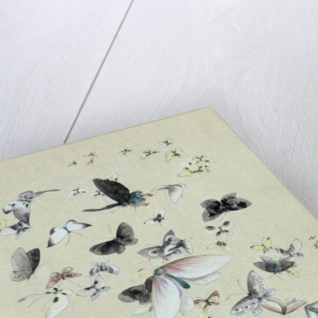 Drawing of butterflies and moths attributed to Settso by Anonymous